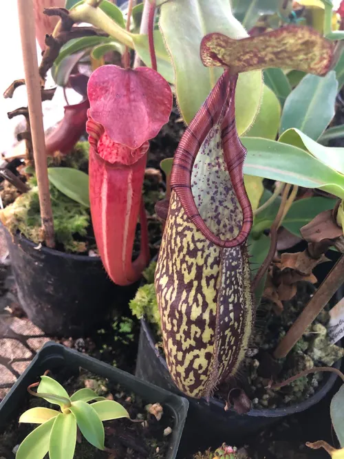 19. Nepenthes rigidifolia x spectabilis