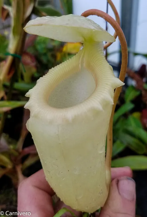 19. Nepenthes sibuyanensis, upper pitcher.