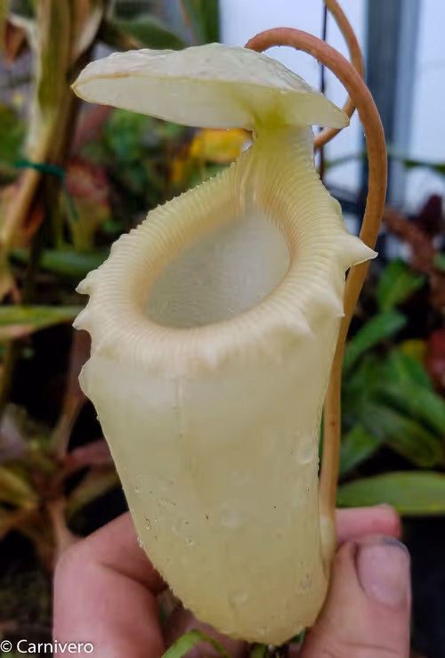 19. Nepenthes sibuyanensis, upper pitcher
