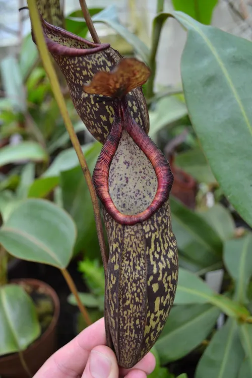 19. Nepenthes spectabilis x rigidifolia