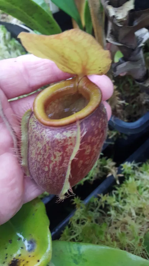 19. Nepenthes undulatifolia