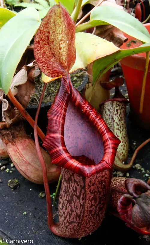 19. Nepenthes ventricosa x spectabilis OG.