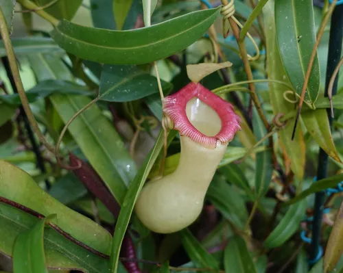 19. Nepenthes ventricosa