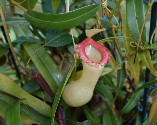 19. Nepenthes ventricosa