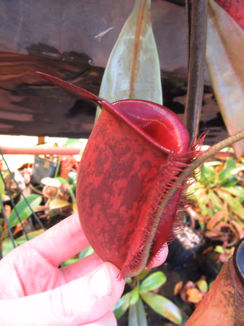 19. Richards clone of Nepenthes ampullaria