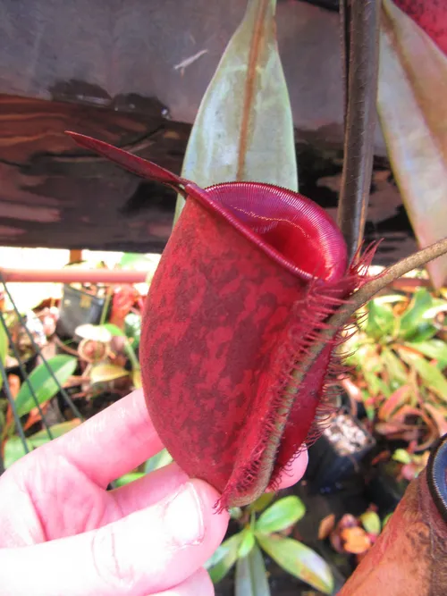 19. Richards clone of Nepenthes ampullaria