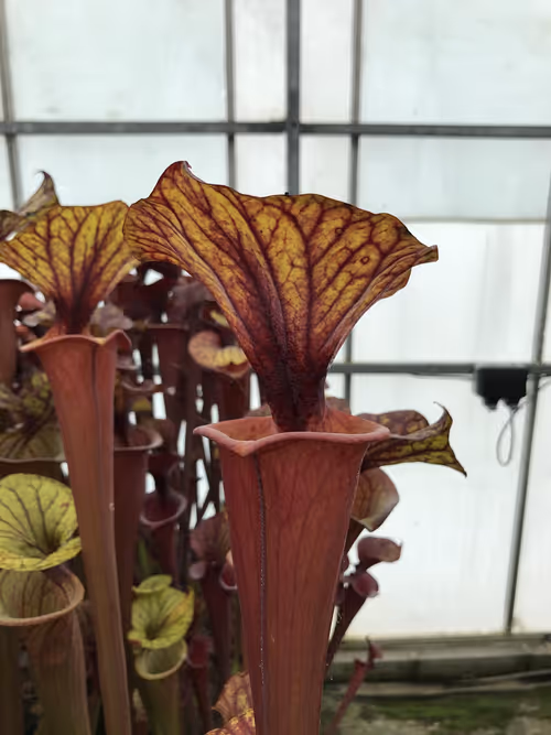 19. Sarracenia flava var rubricorpra. I can't get enough of the red forms of S. flava