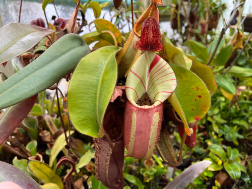 19. The "Candy" x "Candy" grex showed excellent color and elongated form, contrasting with the squatter "Candy" x "Yamada" crosses