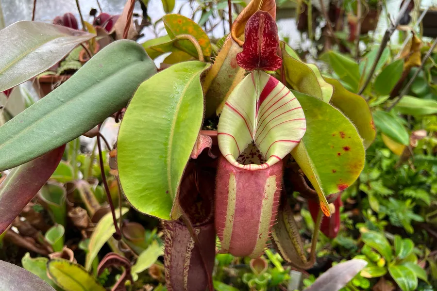 Gallery: Returning to Chris Klein's nursery