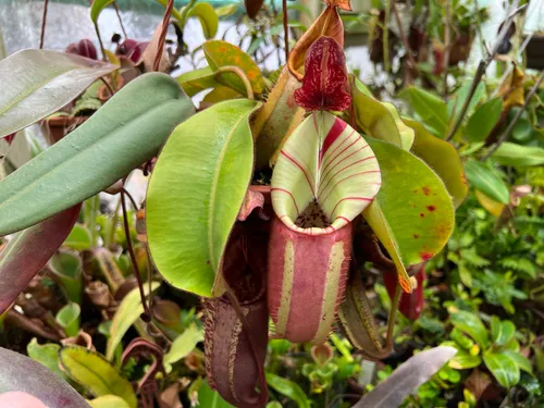 19. The "Candy" x "Candy" grex showed excellent color and elongated form, contrasting with the squatter "Candy" x "Yamada" crosses