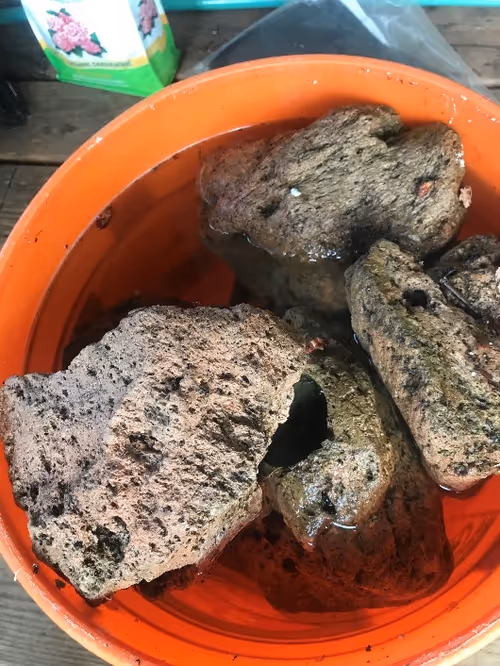 2. Soaking pumice pieces