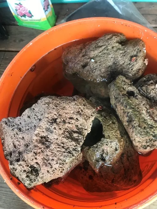 2. Soaking pumice pieces