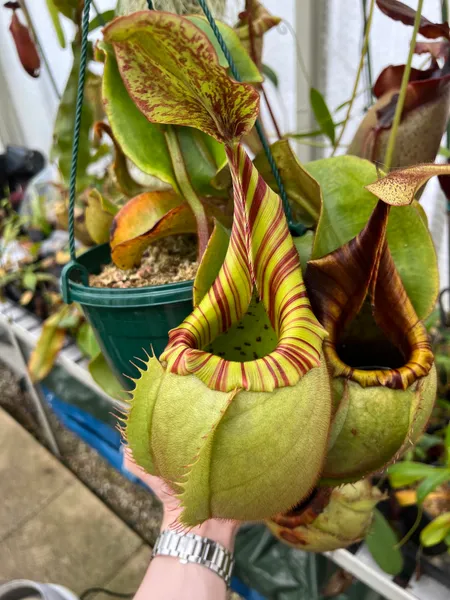 Nepenthes veitchii: Stunning squat pitcher on my favourite plant, which I've named N. veitchii 'Supernova'.
