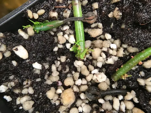 2. Venus flytrap plantlets emerging from the cut stems, several months later!