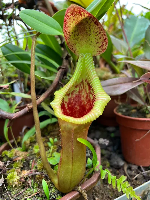 20. A basal pitcher on N. x trusmadiensis.