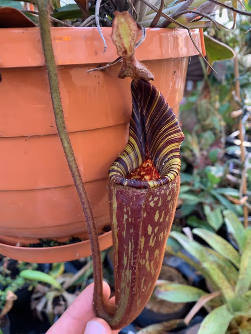 20. Christian's famous Nepenthes hurrelliana (or Nepenthes mollis, rather, as of just several days ago). Difficult to capture how stunning this plant is