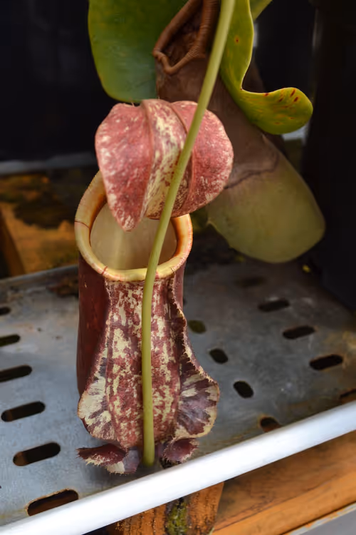 20. Heading into the true lowland house, the first plant I saw was Nepenthes rafflesiana