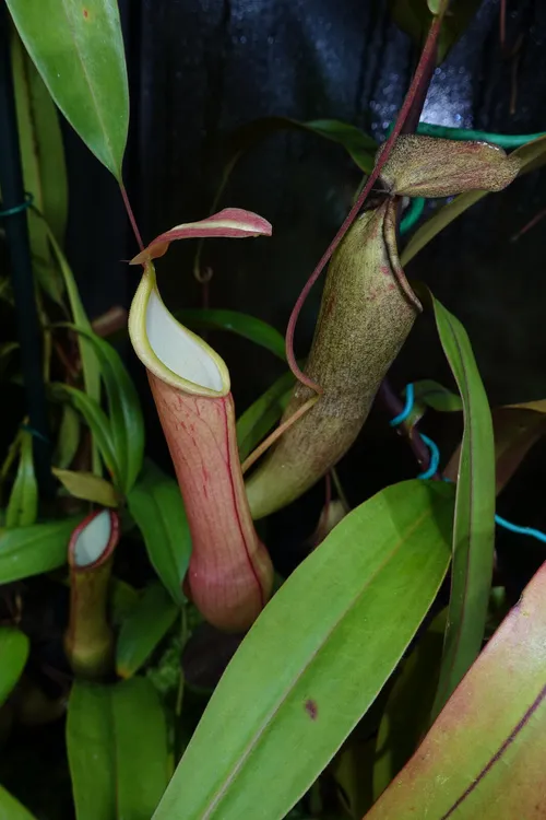 20. Nepenthes graciliflora