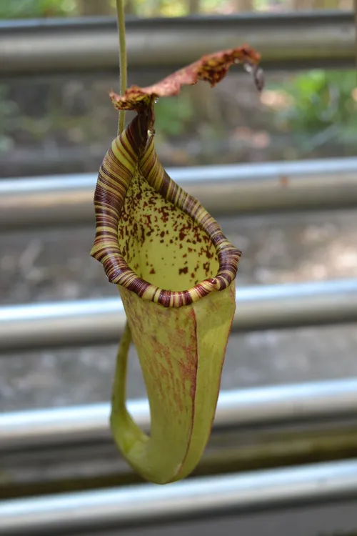 20. Nepenthes maxima upper pitcher