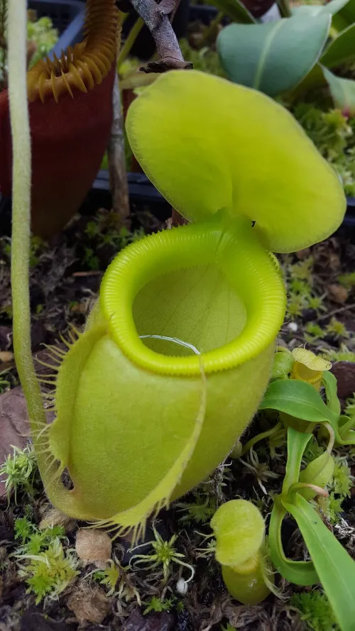 20. Nepenthes undulatifolia 'green' (AW)