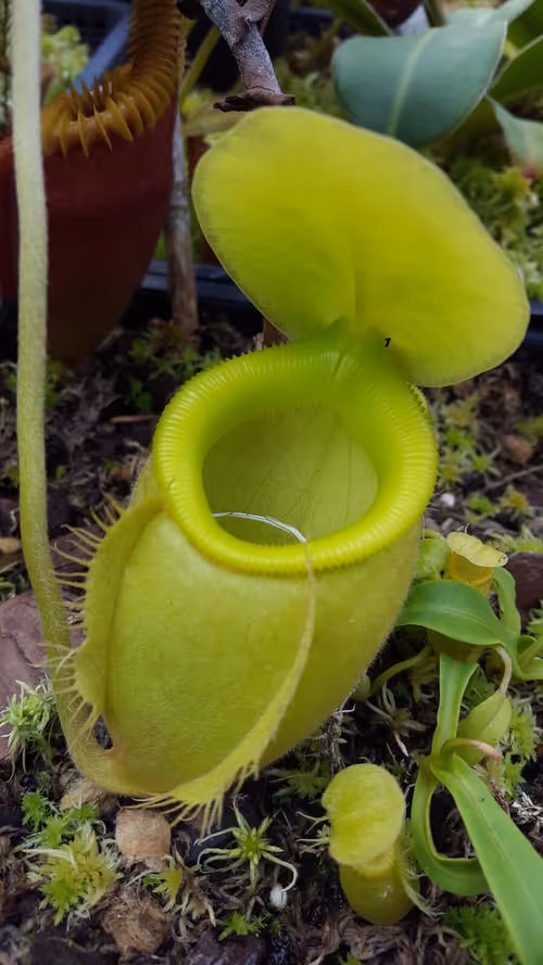 20. Nepenthes undulatifolia 'green' (AW)
