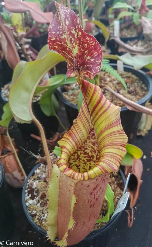 20. Nepenthes veitchii x eymae.