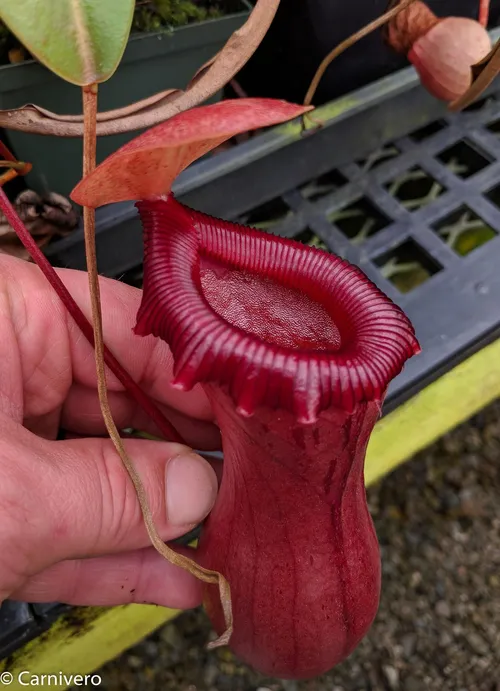 20. Nepenthes ventricosa "EP" (k).