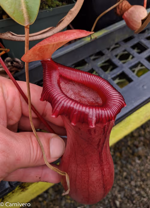 20. Nepenthes ventricosa "EP" (k)
