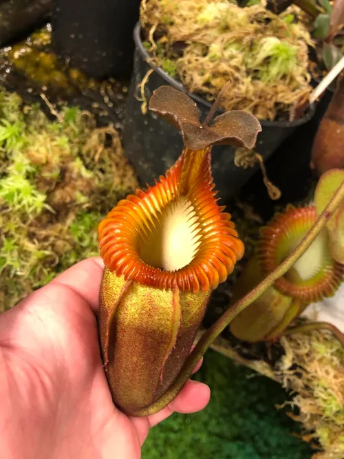 20. Nepenthes villosa