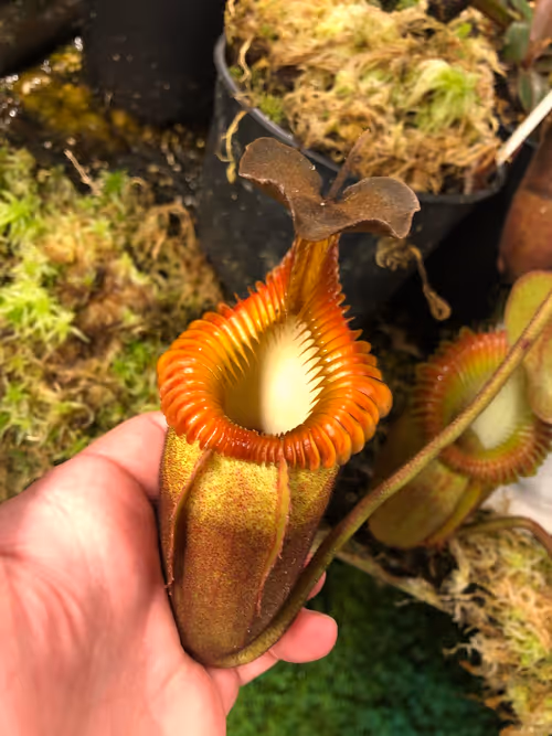 20. Nepenthes villosa
