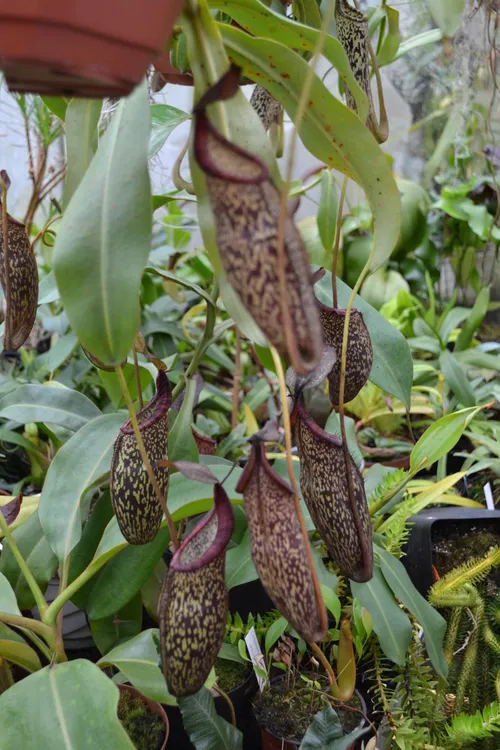 20. which was a prolific producer of pitchers, as you can see