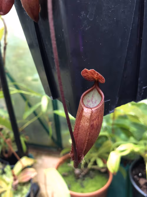 21 Nepenthes palawanensis BE