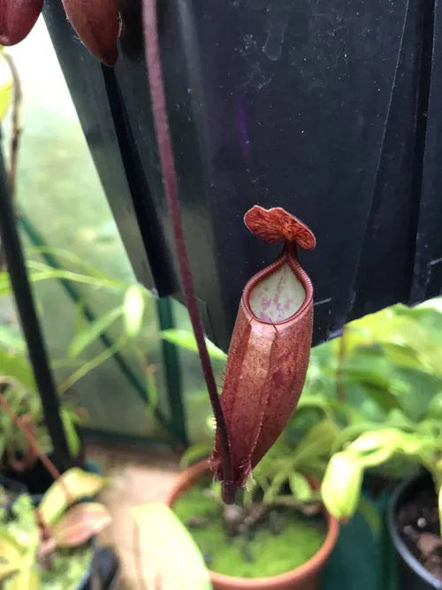 21 Nepenthes palawanensis BE