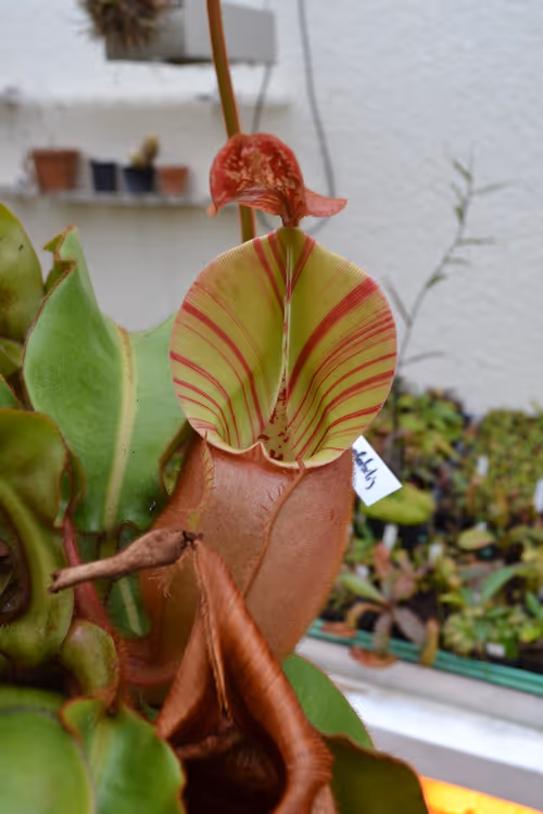 21. My favourite! A newly-opened pitcher on Nepenthes veitchii Candy stripe