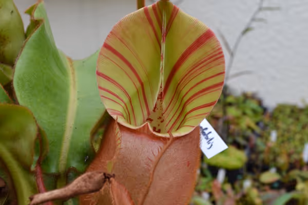 Gallery: Christian Klein nursery tour