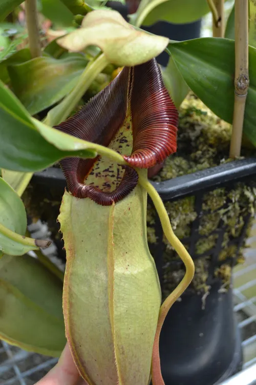 21. Nepenthes 'Judith Finn' (N. veitchii x spathulata)