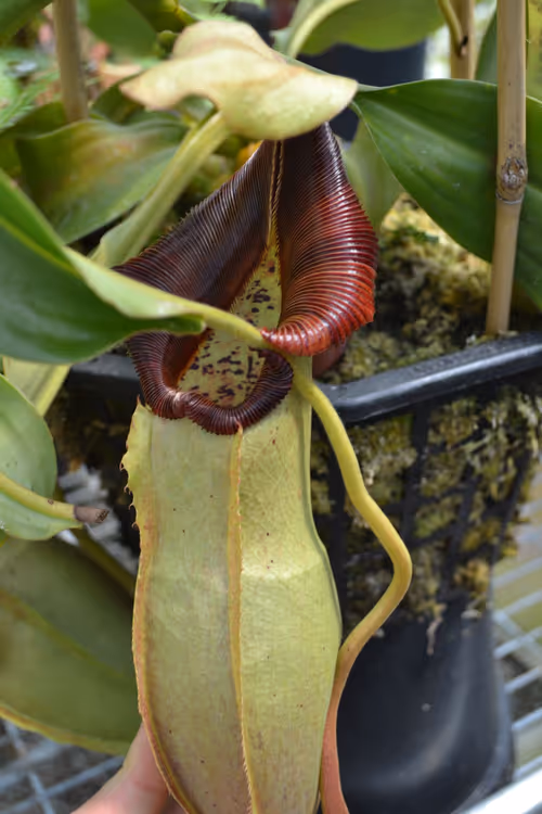 21. Nepenthes 'Judith Finn' (N. veitchii x spathulata)