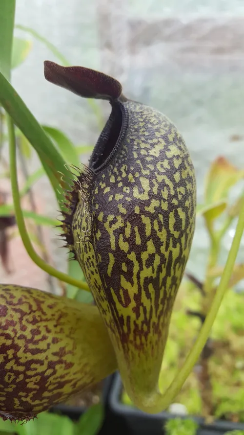 21. Nepenthes aristolochiodes