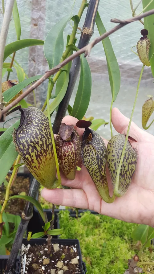 21. Nepenthes aristolochiodeslochiodes