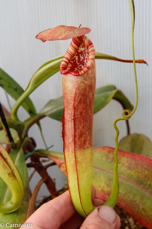 21. Nepenthes bokorensis.