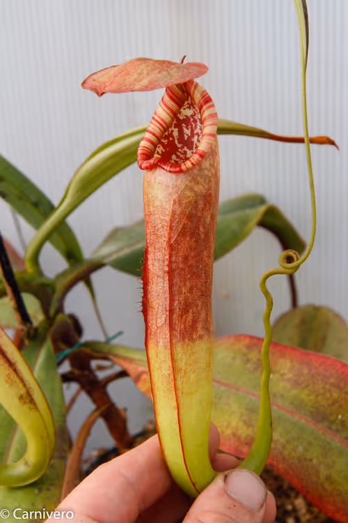 21. Nepenthes bokorensis