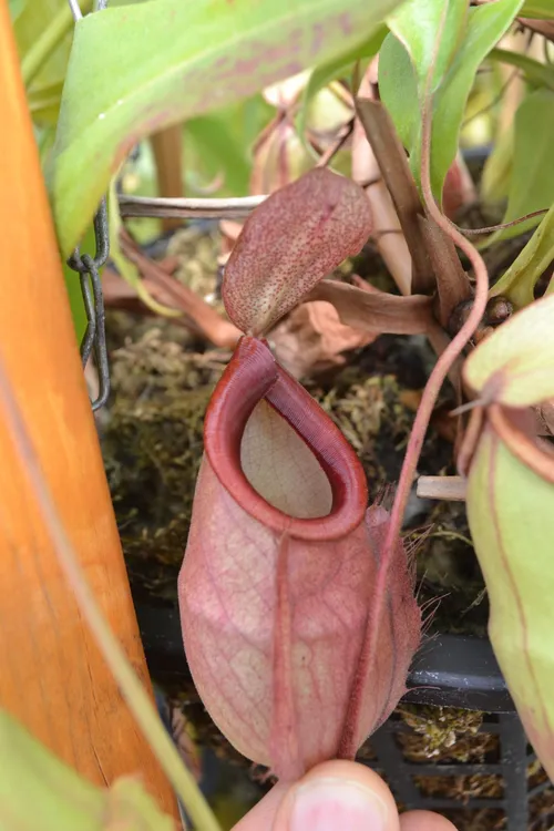 21. Nepenthes mirabilis var globosa - I've always loved the shape of this species