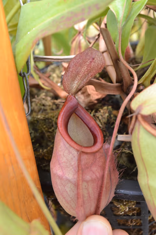 21. Nepenthes mirabilis var globosa - I've always loved the shape of this species