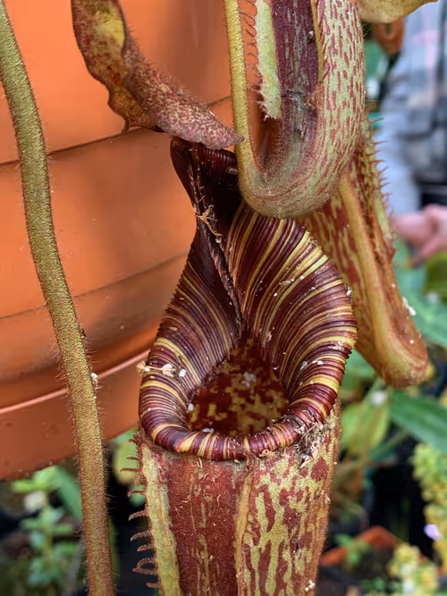 21. Nepenthes mollis peristome detail