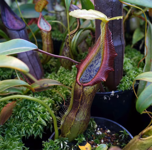 21. Nepenthes singalana Belriang
