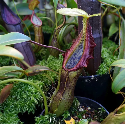 21. Nepenthes singalana Belriang