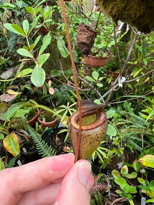 21. Nepenthes tenuis.