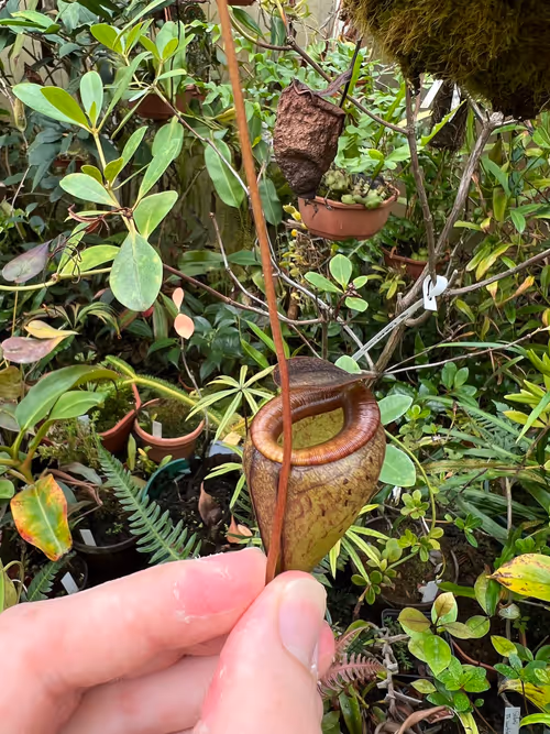 21. Nepenthes tenuis