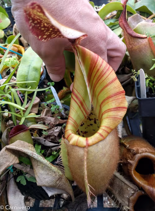 21. Nepenthes veitchii 'Big Mama'