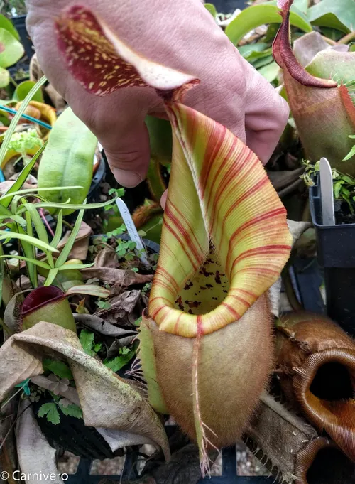 21. Nepenthes veitchii "Big Mama".